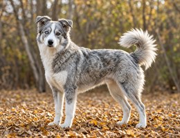 Siberpoo