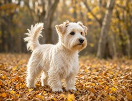 Silkland Terrier