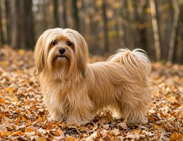 Silky-Lhasa