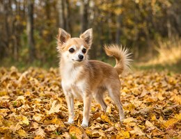 Silkyhuahua