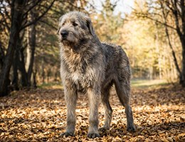 Tibetan Wolfhound