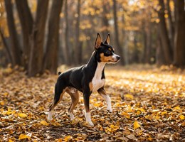 Toy Fox Pinscher