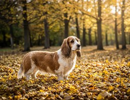 Tzu Basset