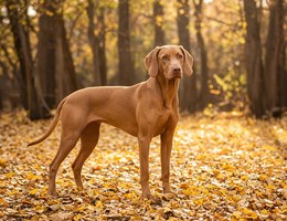 Vizmaraner