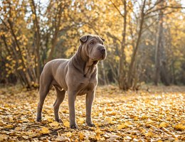 Weim-Pei