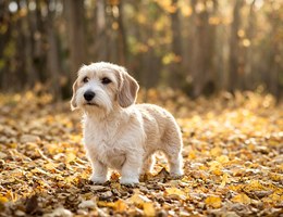 West Highland Doxie