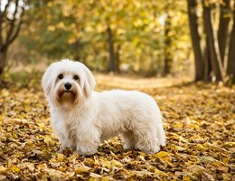 Westie-Laso