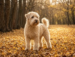 Whoodle