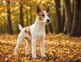 Wire Fox Pinscher