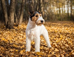Wirelsh Terrier