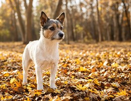 Yorkie Russell