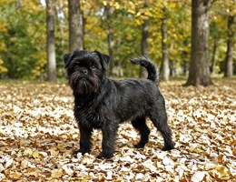 Affenpinscher