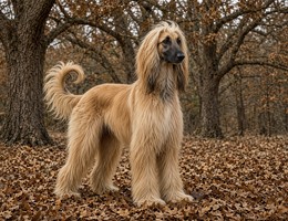 Afghan Hound
