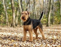 Airedale Terrier