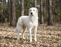 Akbash Dog