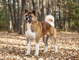 Akita