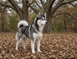 Alaskan Klee Kai