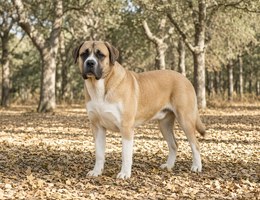 Alentejo Mastiff