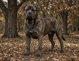 Ambullneo Mastiff