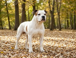 American Bulldog