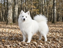 American Eskimo Dog