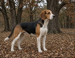 American Foxhound