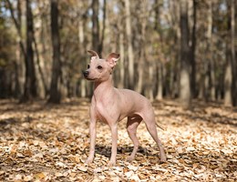 American Hairless Terrier