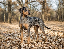 American Leopard Hound