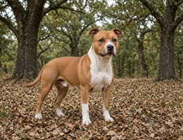American Staffordshire Terrier