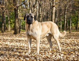 Anatolian Shepherd Dog