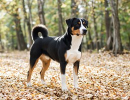 Appenzell Cattle Dog