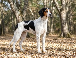 Ariege Hound