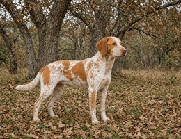Ariege Pointer