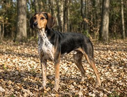 Artois Hound