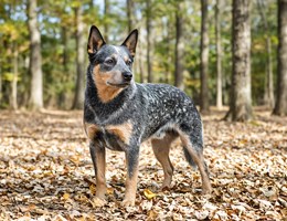Australian Cattle Dog