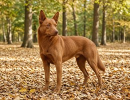 Australian Kelpie