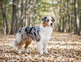 Australian Shepherd