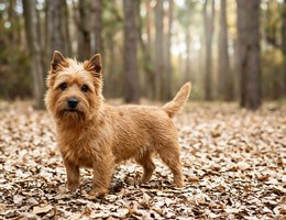 Australian Terrier