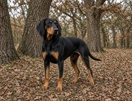 Austrian Black and Tan Hound