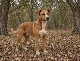 Austrian Pinscher