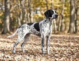 Auvergne Pointer