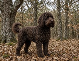 Barbet