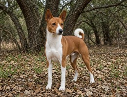 Basenji