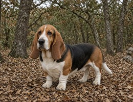 Basset Hound