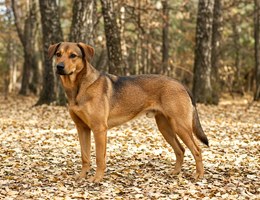 Bavarian Mountain Cur