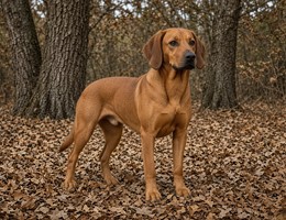 Bavarian Mountain Hound