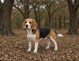 Beagle