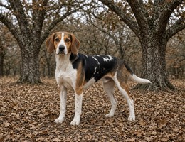 Beagle Harrier
