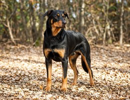 Beauceron