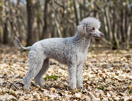 Bedlington Terrier